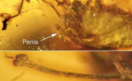 Ámbar conservó una erección por 99 millones de años