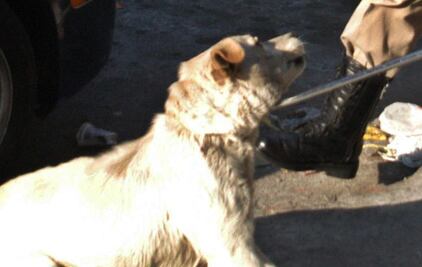 Acusan de maltrato animal a trabajadores de la FES Zaragoza