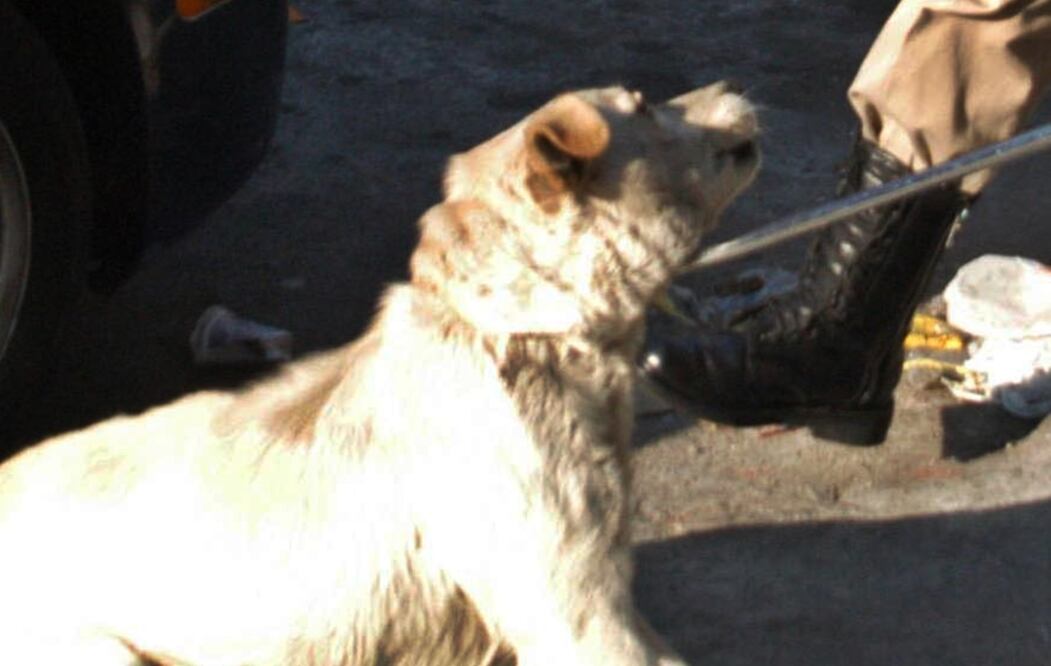 Foto: Archivo/EL UNIVERSAL