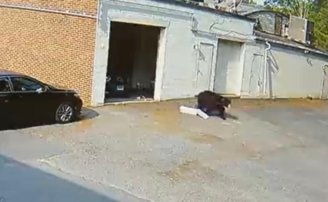 Un panadero finalmente hizo que el animal roba pasteles se fuera después de tocar el claxon de un auto. Foto: Captura Twitter @LauraHutch8