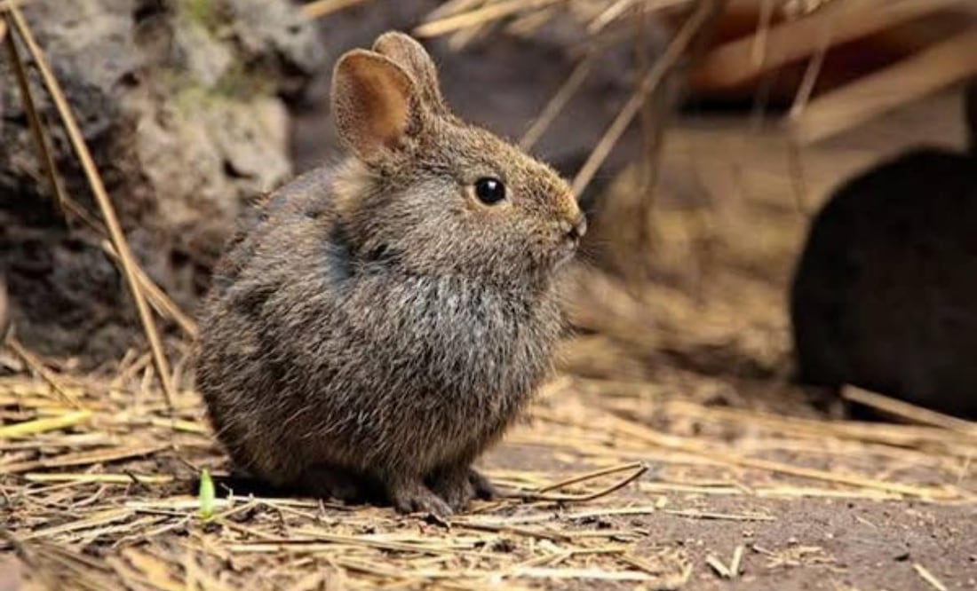 El nombre científico del teporingo mexicano es Romerolagus diazi. Foto: Semarnat