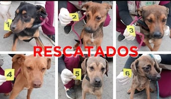 Fiscalía del Edomex rescata a 6 perros que sufrían maltrato; no hubo personas detenidas