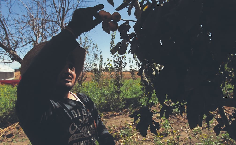 La cosecha empieza entre septiembre y octubre, cuyo resultado, es decir, la calidad de la fruta y la cantidad que se venda, depende del trabajo previo. Fotos: de Omar Contreras