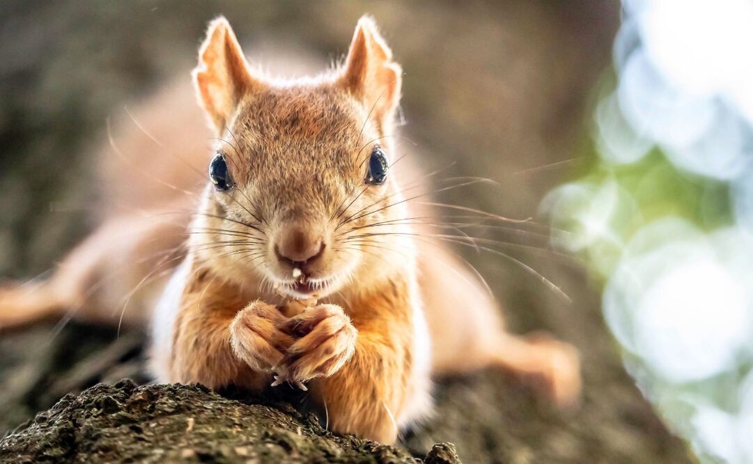 Es importante saber qué se le puede ofrecer a las ardillas o mejor no ofrecer nada si puede ser un alimento dañino. Foto: Canva