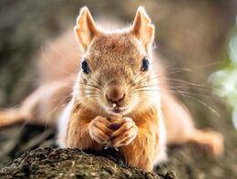 ¿Qué comen las ardillas? Conoce los alimentos que son nutritivos para ellas