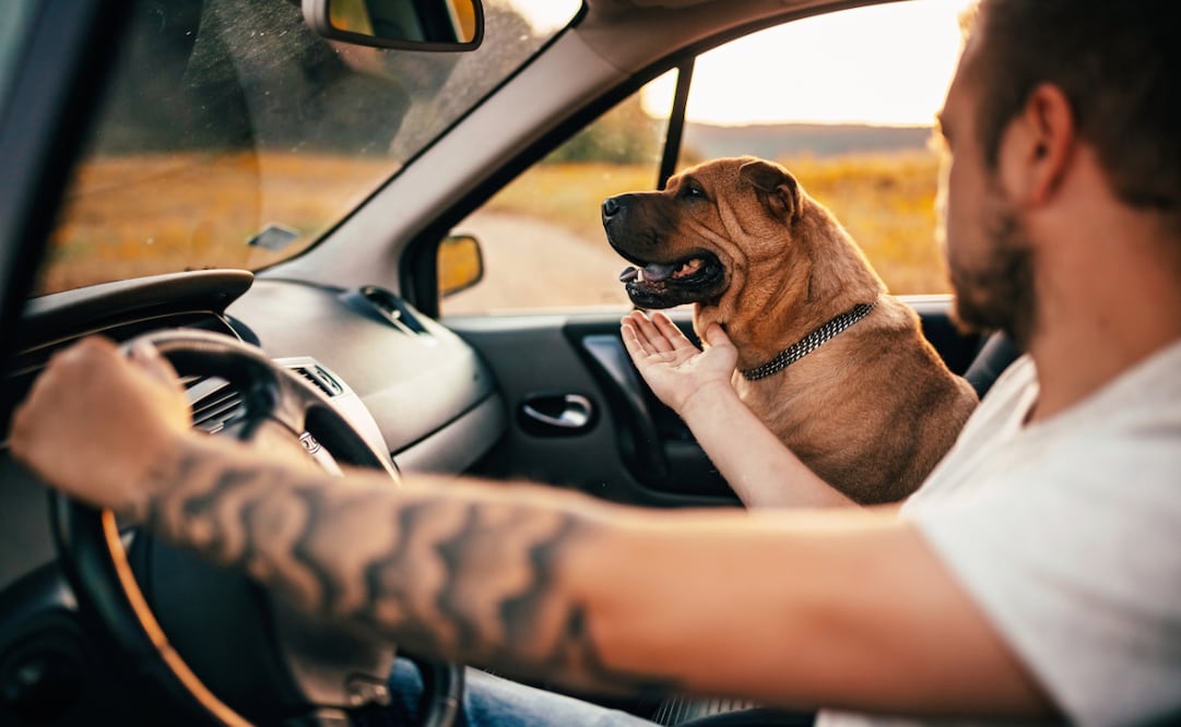 ¡Viaja con seguridad!; consejos prácticos para llevar a tus mascotas en auto; cuida su salud. Foto: Canva