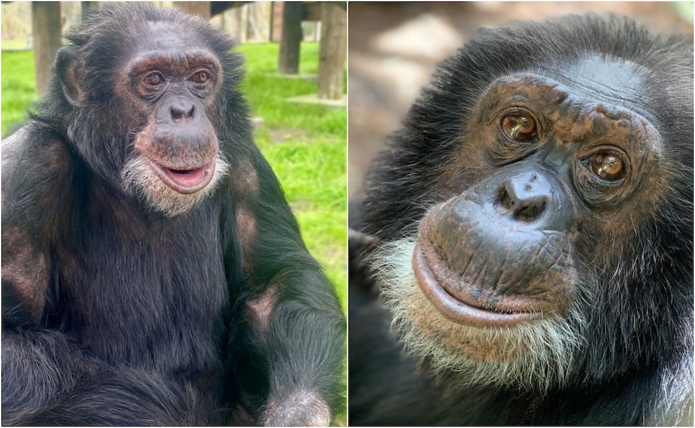 Fotos reciente de Bubbles en el santuario para primates en el que ha vivido desde 2005. Foto: Center for Great Apes