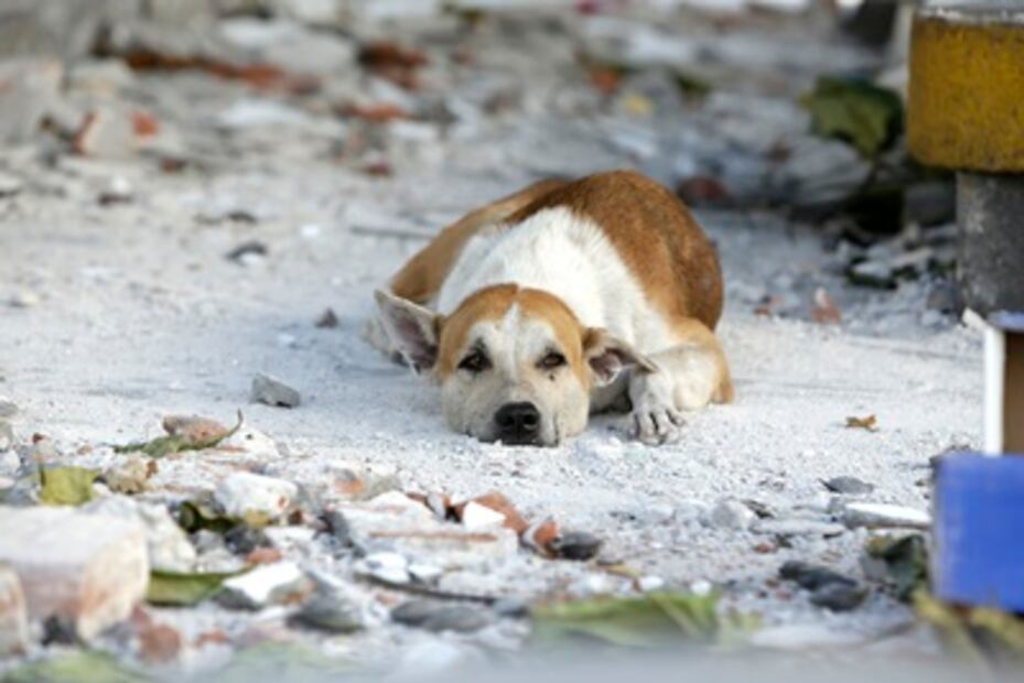 Los perros y los gatos olvidados que dejó el temblor