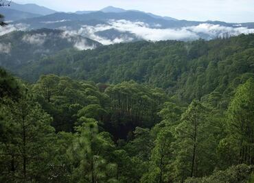 Aunque lo presuma AMLO, Sembrando Vida tiene impacto negativo