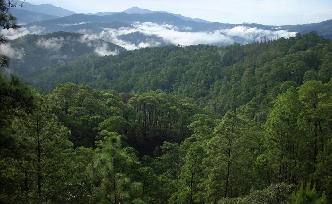 Foto: Archivo. El Universal