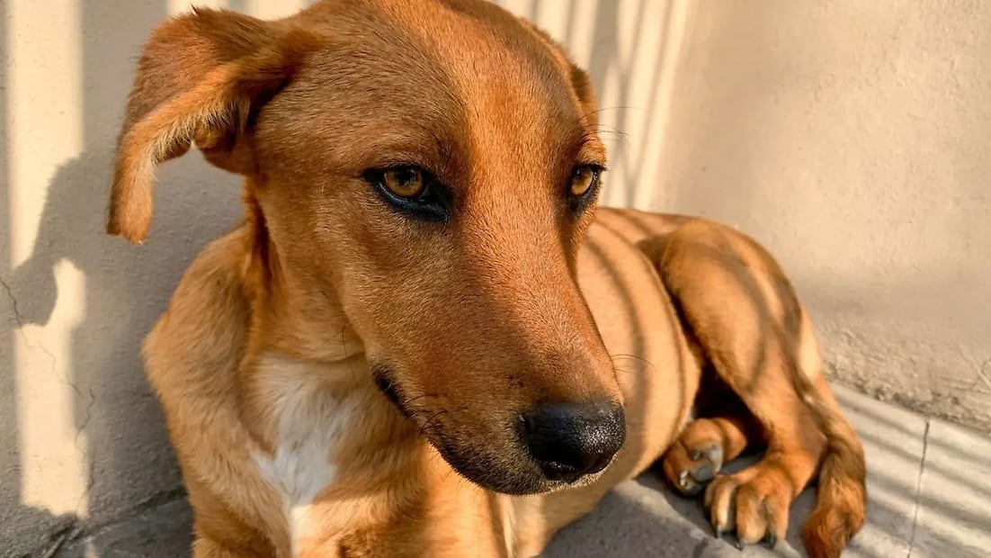 Perrito Caramelo. Foto: Redes sociales