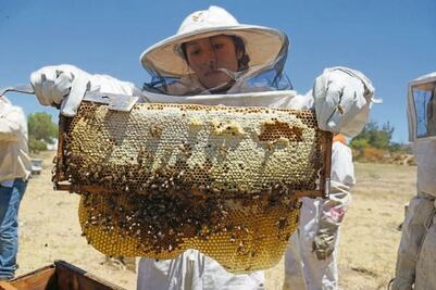 ¡Ni las abejas se salvan en el Edomex! Reportan robo de este insecto por incremento en el costo de la miel