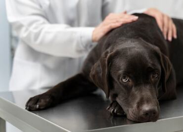 ¿Qué es la saculitis en perros, según veterinaria?