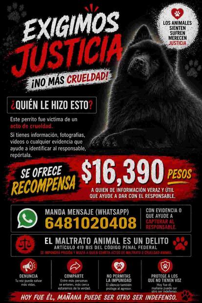Perrito de raza chow chow, el cual fue desollado en Ciudad Juárez, Chihuahua, el pasado 14 de julio. Foto: Especial