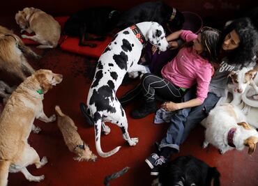 Protege a tu mascota en caso de sismo