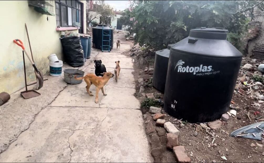En el inmueble sólo se encontraban los perros abandonados, por lo que las autoridades ministeriales continuarán con las indagatorias para localizar a los posibles responsables de tener en esa situación a los perros. Foto: Especial