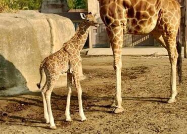 ¡Jirafa bebé de San Juan de Aragón ya tiene nombre!