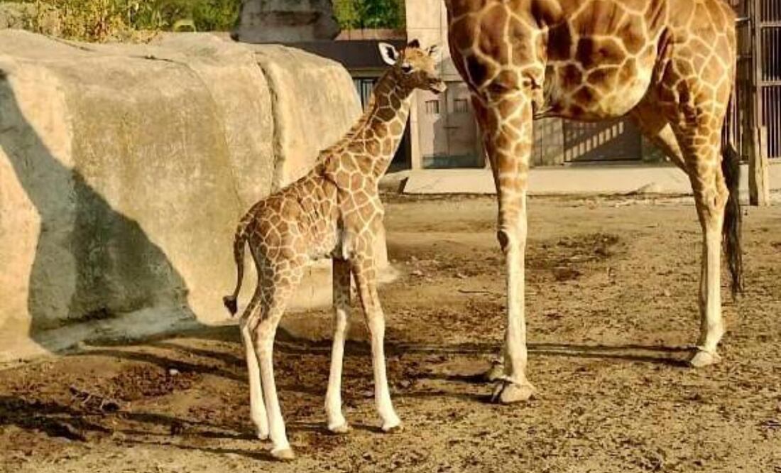 Después de un mes de votaciones, el nombre de “Tafari” fue el que tuvo más votos; la bebe jirafa nació en el Centro de Conservación de la Vida Silvestre de San Juan de Aragón. Foto: Especiales