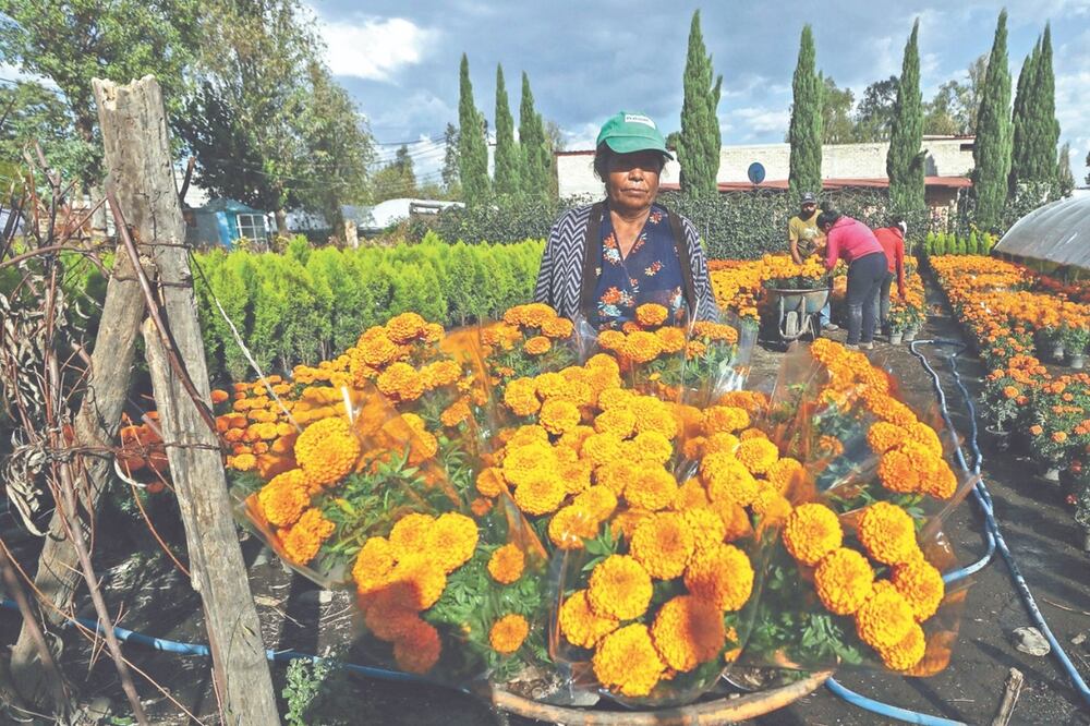 Los invernaderos de la familia Velasco están llenos de cempasúchil para vender esta temporada de Día de Muertos. Fotos: Diego Simón. El Universal