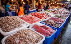 Las changueras: trabajadoras de mariscos en Mazatlán