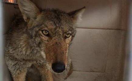 Rescatan a coyote que buscaba comida en una casa de Edomex