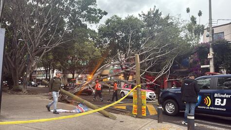 Fuertes lluvias y vientos en CDMX provocan caída de árboles; no se reportan personas lesionadas