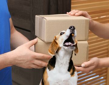 Te llegó un paquete de Amazon o Mercado Libre que nunca compraste: Es el fraude brushing y debes reportarlo de inmediato