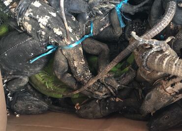 PGR asegura en Oaxaca 49 iguanas en peligro de extinción