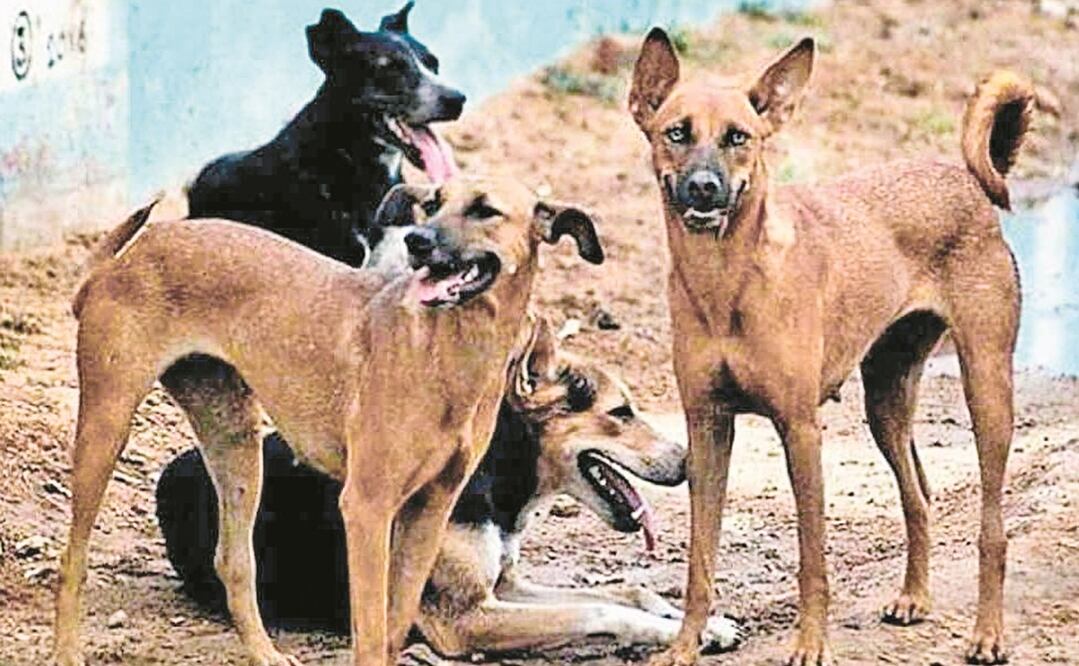 Foto: Archivo/EL UNIVERSAL 