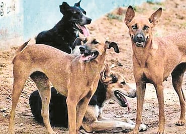 Piden cinco años de prisión a quien torture o mutile perros