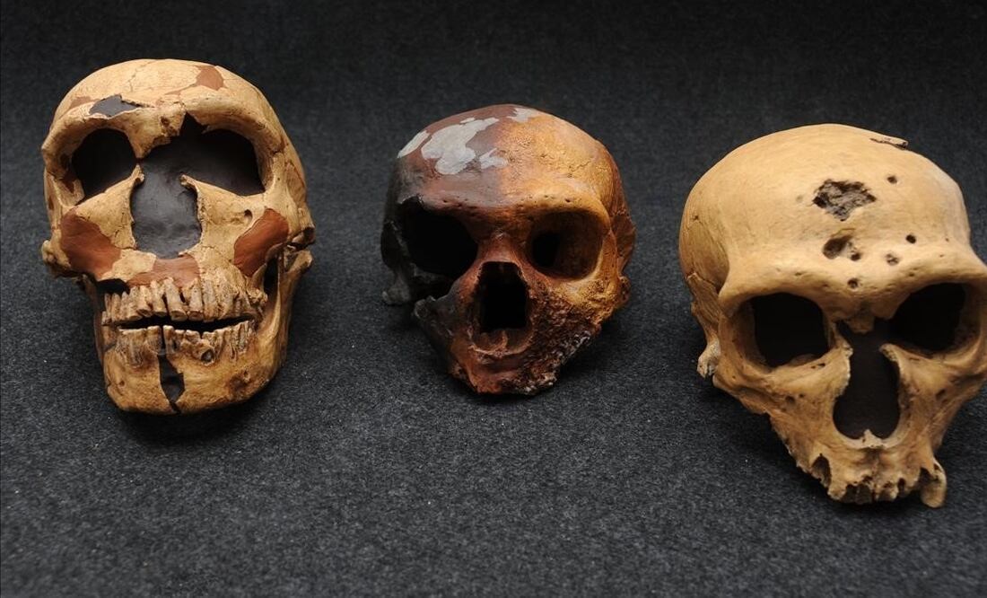 Cráneos de neandertal. Foto: Especial