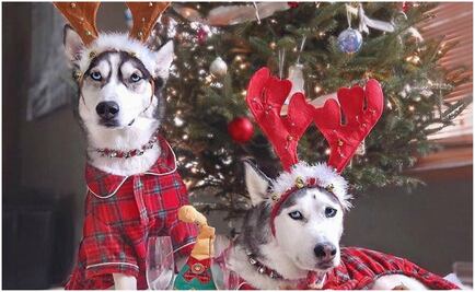 Estos son los mejores disfraces navideños para tu mascota