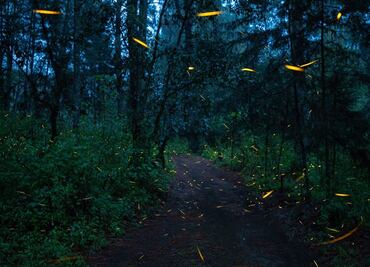 ¡No te la pierdas! Inicia la temporada de luciérnagas en el Valle de los Volcanes del Edomex