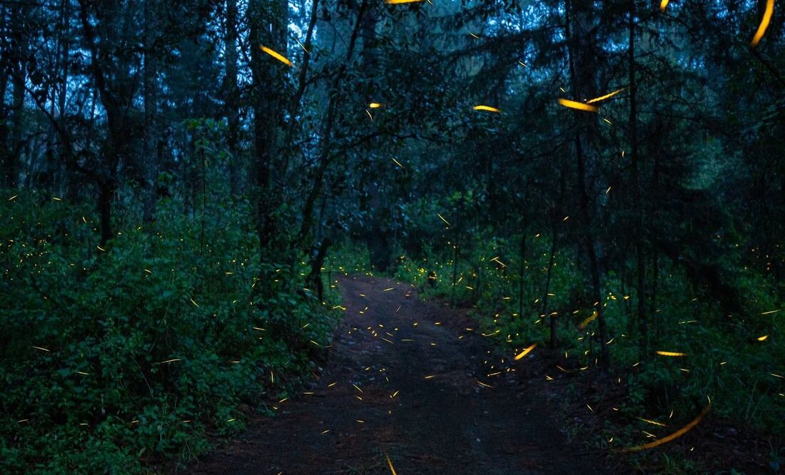 Inició la temporada de avistamiento de luciérnagas en el Valle de los Volcanes del Estado de México. (Foto: especial)