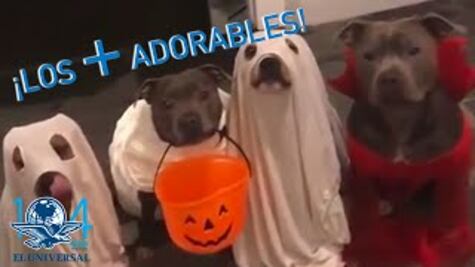 ¡Los videos más adorables y divertidos de la semana!