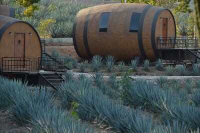 Duerme en un barril de tequila