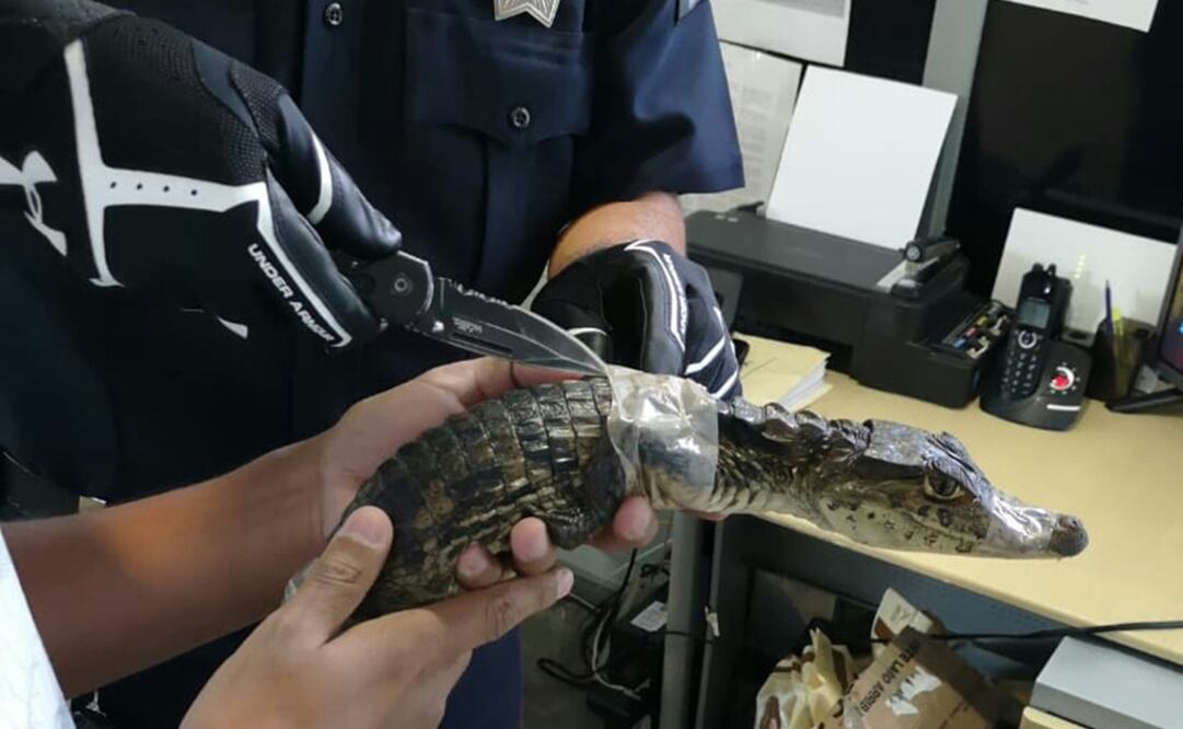 Las autoridades ambientales reportaron a los ejemplares de cocodrilo fuera de peligro y en buen estado de salud (Foto: Especial)