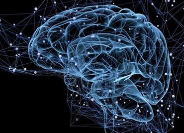 Descubren el sitio donde se origina el deseo sexual de los hombres