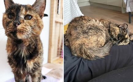 Flossie, la gatita de 26 años que recibió el récord Guinness por ser la más longeva del mundo