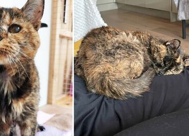 Flossie, la gatita de 26 años que recibió el récord Guinness por ser la más longeva del mundo