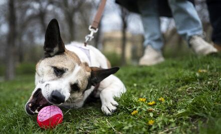 ¿Sin plan para el domingo? Lánzate a practicar senderismo con tu “lomito” en Toluca