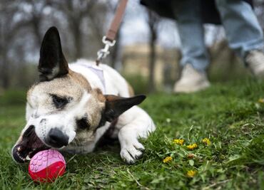 ¡No te lo pierdas! Llega el Perrotón 2024 a la Ciudad de México