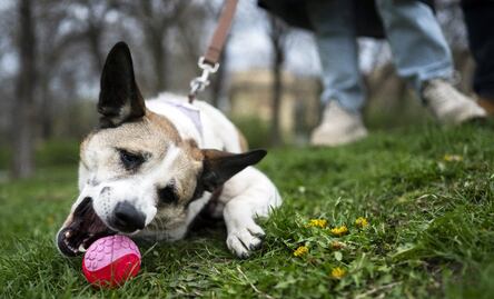 Las reacciones inusuales que tu mascota podría tener durante el Eclipse de Sol