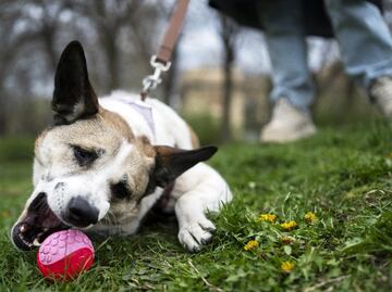 Las reacciones inusuales que tu mascota podría tener durante el Eclipse de Sol