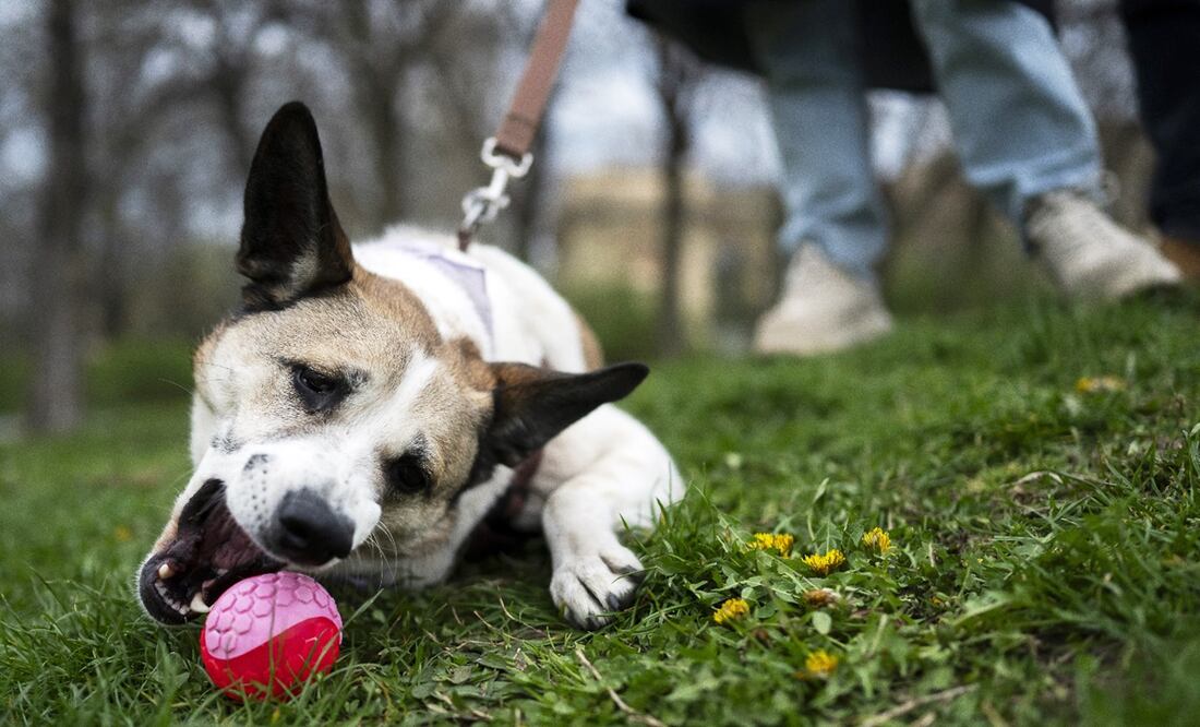 El Ayuntamiento de Toluca invita a llevar a cabo esta actividad en compañía de los animales de compañía. Foto: AP / Denes Erdos