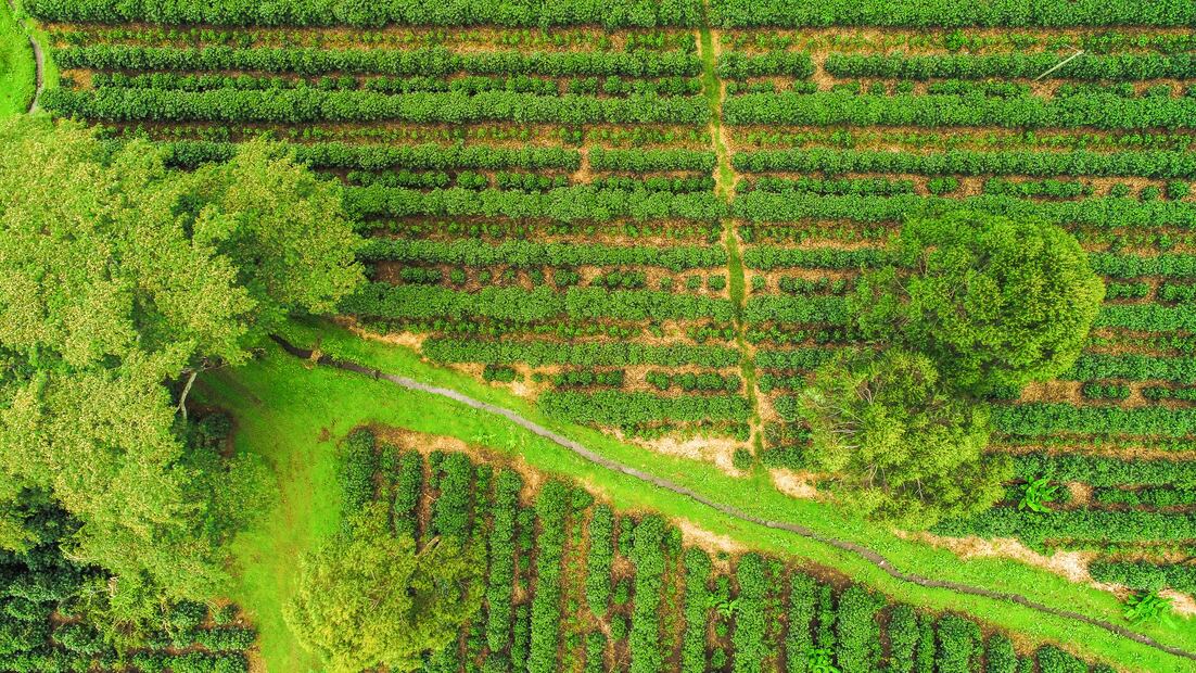 Cafetal en Costa Rica.