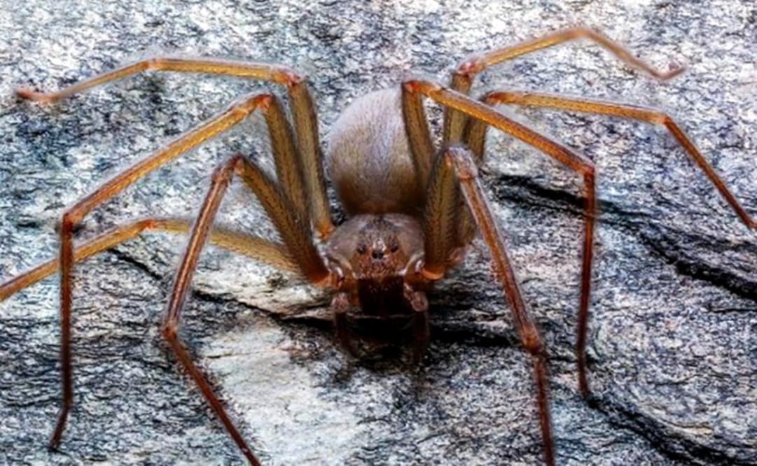 The species is native from the Valley of Mexico - Photo: File photo/EL UNIVERSAL