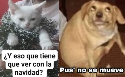 Memes "sacuden" las redes sociales tras microsismos en CDMX 