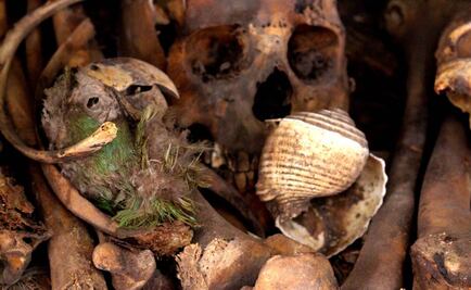 Hallan cabeza de guacamaya momificada de hace 2 mil años