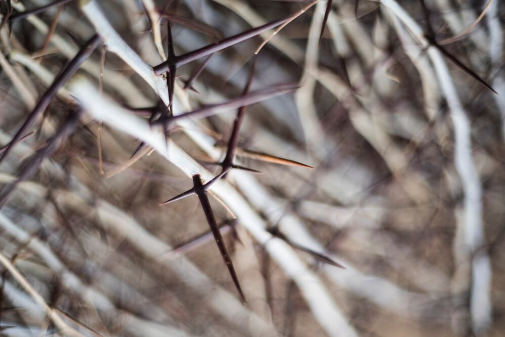 El árbol puede vivir más de 300 años. (Foto: Turismo de Querétaro)